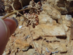 Crassula cotyledonis