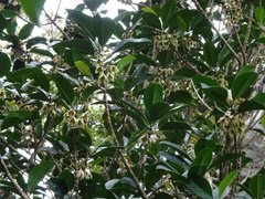 Crossostylis grandiflora