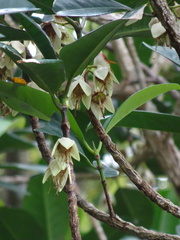 Crossostylis grandiflora