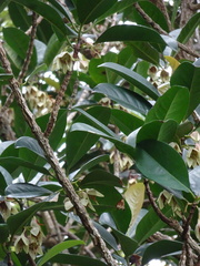 Crossostylis grandiflora