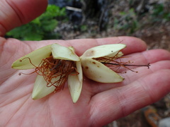 Crossostylis grandiflora