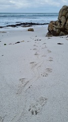 Aonyx capensis capensis