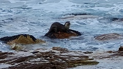 Aonyx capensis capensis