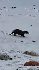 Aonyx capensis capensis