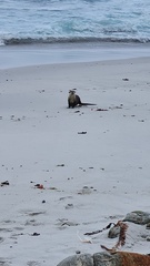 Aonyx capensis capensis