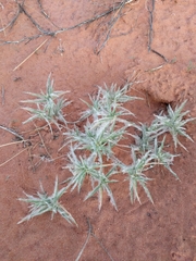 Scleropogoninae