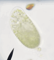 Paramecium bursaria