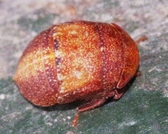 Penthimia nigra