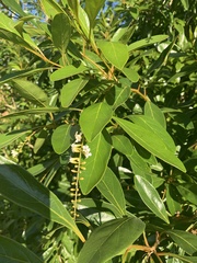 Citharexylum spinosum