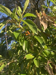 Citharexylum spinosum