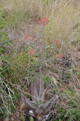 Aloe chabaudii