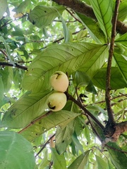 Syzygium aqueum