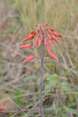 Aloe chabaudii