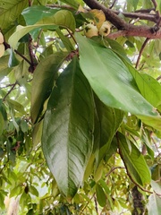 Syzygium aqueum