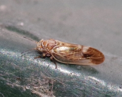 Cacopsylla breviantennata