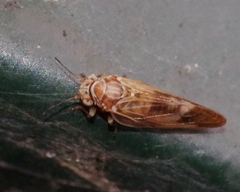 Cacopsylla breviantennata