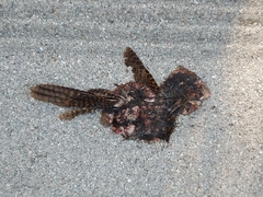 Antrostomus carolinensis