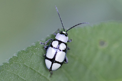 Omophoita octoguttata