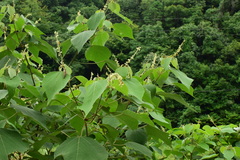 Mallotus paniculatus