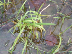 Leersia