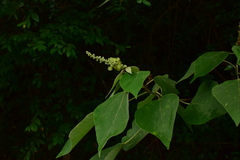 Mallotus paniculatus
