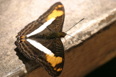 Adelpha malea goyama