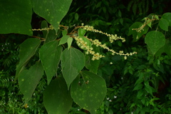 Mallotus paniculatus