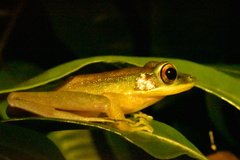 Chalcorana raniceps