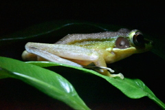 Chalcorana raniceps