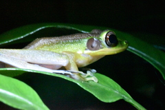 Chalcorana raniceps