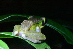 Chalcorana raniceps