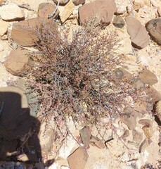 Pegolettia