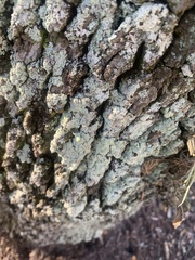 Lepraria finkii