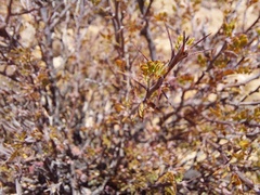 Pegolettia
