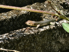 Cnemidophorus lemniscatus