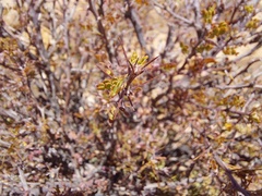 Pegolettia