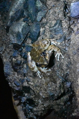 Limnonectes conspicillatus