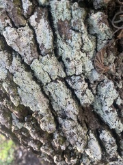Lepraria finkii