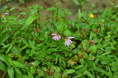 Lobelia chinensis