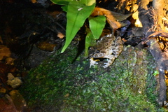 Limnonectes conspicillatus