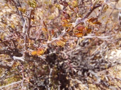 Pegolettia