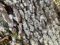 Lepraria finkii