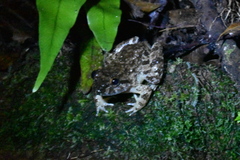 Limnonectes conspicillatus