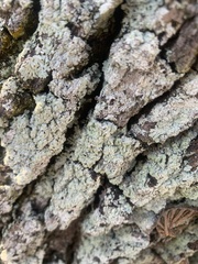 Lepraria finkii