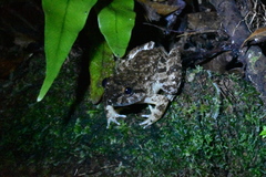 Limnonectes conspicillatus