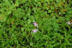 Lobelia chinensis
