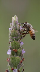 Apis mellifera