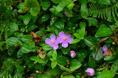 Melastoma dodecandrum