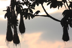 Psarocolius decumanus