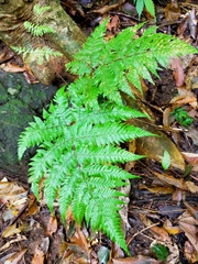 Ctenitis subglandulosa